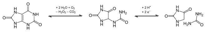 Harnsäure – Allantoin – Hydantoin