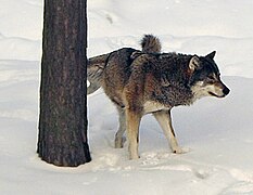 Wolf (Canis lupus). Das Absetzen des Urins dient auch zur territorialen Markierung (Pheromone).