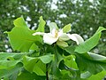 M. macrophylla var. ashei virága