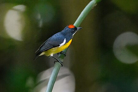 Palawan flowerpecker with its red crown patch