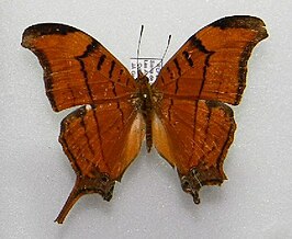 Marpesia eleuchea