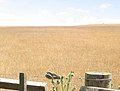 Dry grass of February. One sheep on the horizon, Omana.