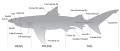 Image 16The major features of sharks (from Shark anatomy)