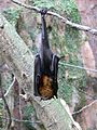 Malayan Flying Fox (Pteropus vampyrus)