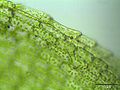 edge of the leaf, magnified 400 times, Photo by Kristian Peters