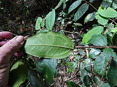 Underside of leaf, showing intramarginal veins