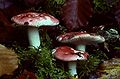 !!Russula nobilis!!