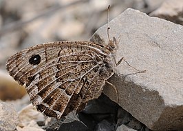 Satyrus amasinus