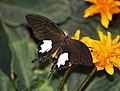 Gelbe Henne? (Papilio helenus?)