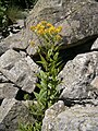 Senecio hercynicus