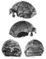 Skull XII