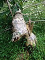 Beaver handiwork in the lower gorge