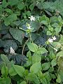 Stellaria nemorum