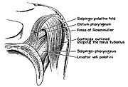 Torus tubarius dissection show salpingopharyngeus muscle