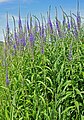 Hosszúlevelű veronika (Veronica Longifolia)