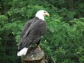 Der Weißkopfseeadler