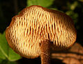 Stacheln des Ohrlöffelstachelings (Auriscalpium vulgare)