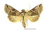 Abrostola tripartita – Specimen