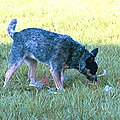 Australian Cattle Dog in obedience