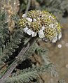 Achillea nana