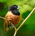 Feketefejű apácapinty (Munia atricapilla)