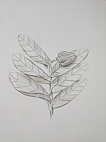 Drawing detailing the morphology of Annona aurantiaca including leaf attachment and berry fruit