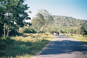 Elefanten beim Überqueren einer Straße im Bandipur-Nationalpark