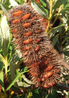 Infructescense of Banksia paludosa