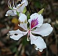 Bauhinia variegata