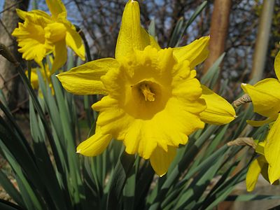 I hope these Daffodils brighten your day