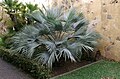 Diese Blaue Hesperidenpalme wächst im Botanischen Garten von Puerto de la Cruz in Teneriffa. An der Mauer herrschen ideale klimatische Bedingungen (Mikroklima).