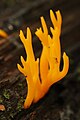 Calocera viscosa (Dacrymycetes)