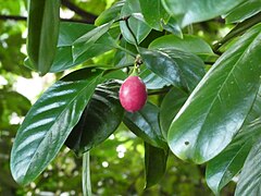 Pink fruit