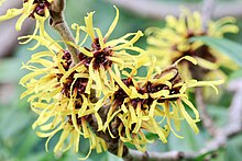 Image of Hamamelis mollis flowers