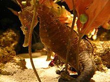 Pacific seahorse in an aquarium.