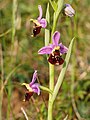 Hummel-Ragwurz (Ophrys holosericea)