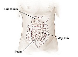 Het duodenum of de twaalfvingerige darm.