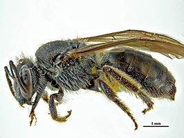 Lasioglossum hapsidum