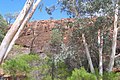 River Red Gums