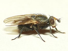 Myopina myopina