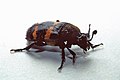 Nicrophorus tomentosus