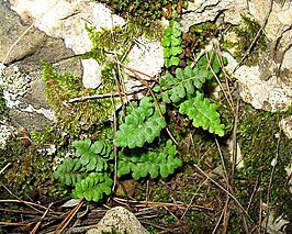 Asplenium petrarchae