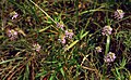 Polygala curtissii