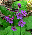 Primula japonica