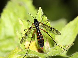 Ptychoptera contaminata