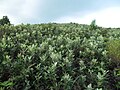 Rhodomyrtus tomentosa bushes in Sai Kung, Hong Kong.