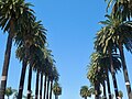 Canary Island Date Palms at Burton Mound, California: 2014