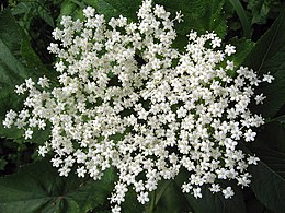 Fekete bodza (Sambucus nigra) virágzata