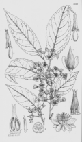 botanical illustration