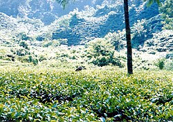 Tea gardens of Sreemangal in Moulvibazar district